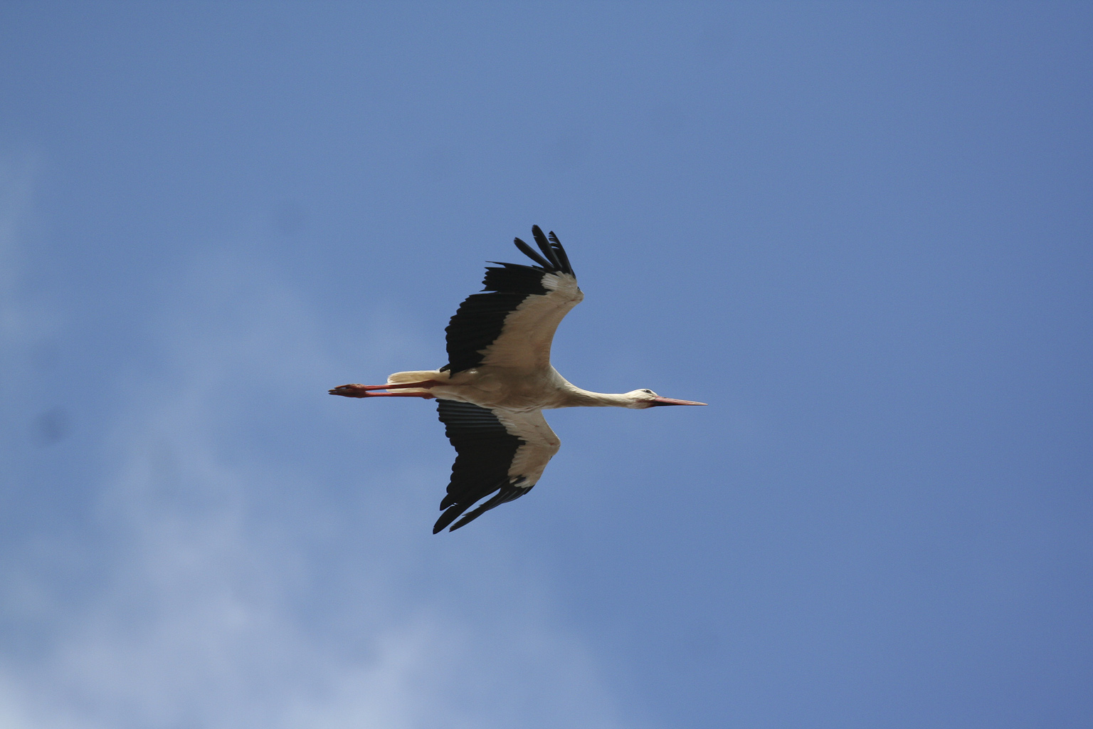 Ein Storch auf Reisen | Ein Storch auf Reisen – Storchenreise