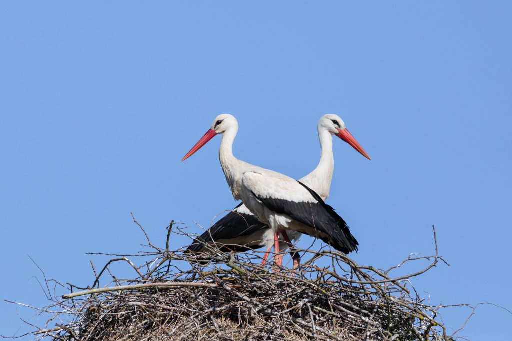 Mein Horst | Ein Storch auf Reisen – Storchenreise
